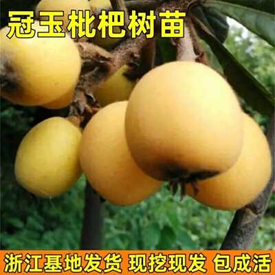 枇杷树苗冠玉枇杷果树苗南方北方种植盆栽地栽嫁接琵琶苗带土带叶