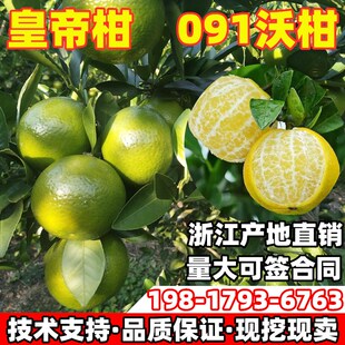 广西武鸣无籽沃柑橘子果树苗皇帝柑果树苗柑橘苗庭院地栽当年结果