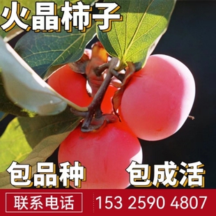 火晶柿子树南北方庭院地栽特大果苗盆栽嫁接红灯笼小火罐当年结果