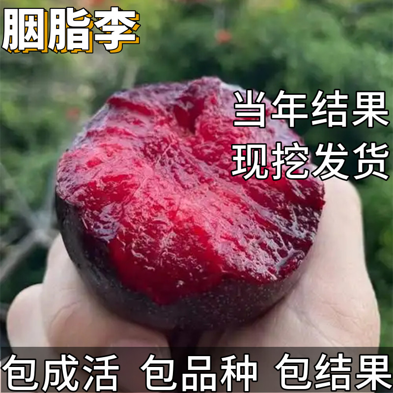 胭脂血李子树苗南北方种植特大号矮化盆栽嫁接晚熟耐寒当年结果