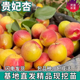 贵妃杏树苗南北方地栽种植特大果盆栽嫁接脆甜红杏子树苗当年结果