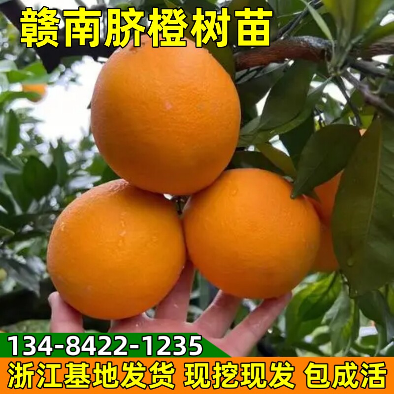 脐橙树苗赣南脐橙果树苗地栽果树阳台盆栽嫁接橙子树苗当年结果苗