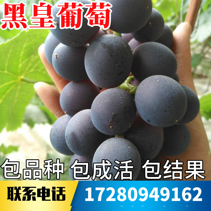 黑皇葡萄树苗南北方庭院爬藤耐寒无籽特大号盆栽嫁接果树当年结果