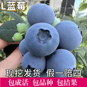 L25花香蓝莓苗南北方种植特大号蓝莓树果苗阳台盆栽老桩当年结果