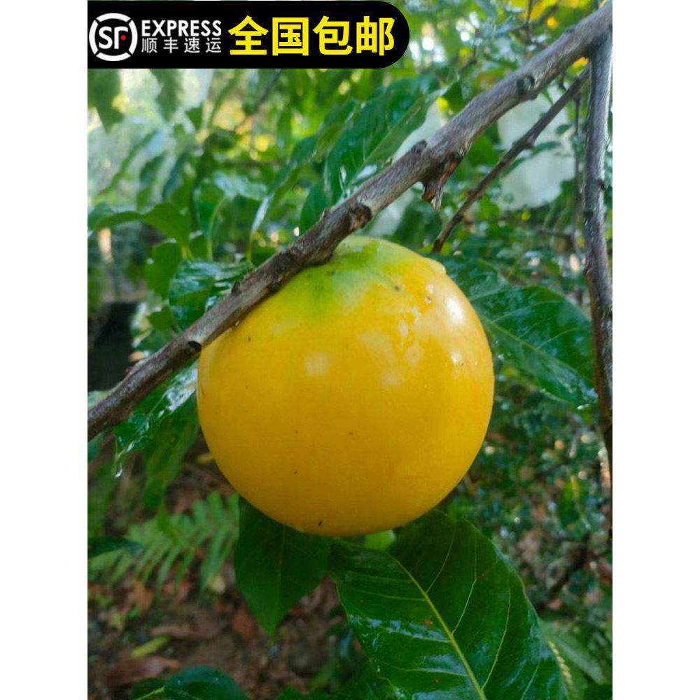 黄晶果树苗黄金果树台湾黄宝石冬蜜大果四季奶香明峰15年店