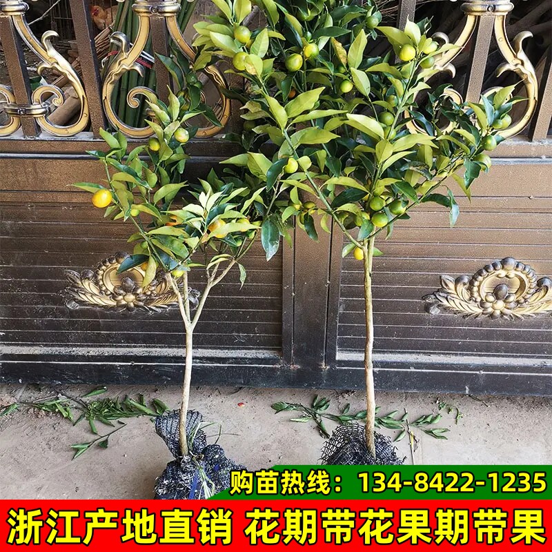 金桔树苗脆皮金桔树苗滑皮金桔苗大苗原土球花期带花果期带果树苗
