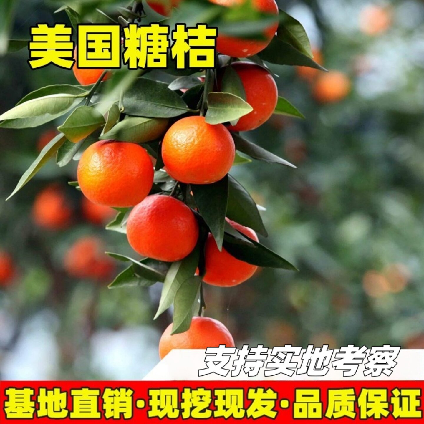 美国糖桔苗庭院地栽橘子树大树阳台盆栽嫁接红桔果树苗现挖现发苗