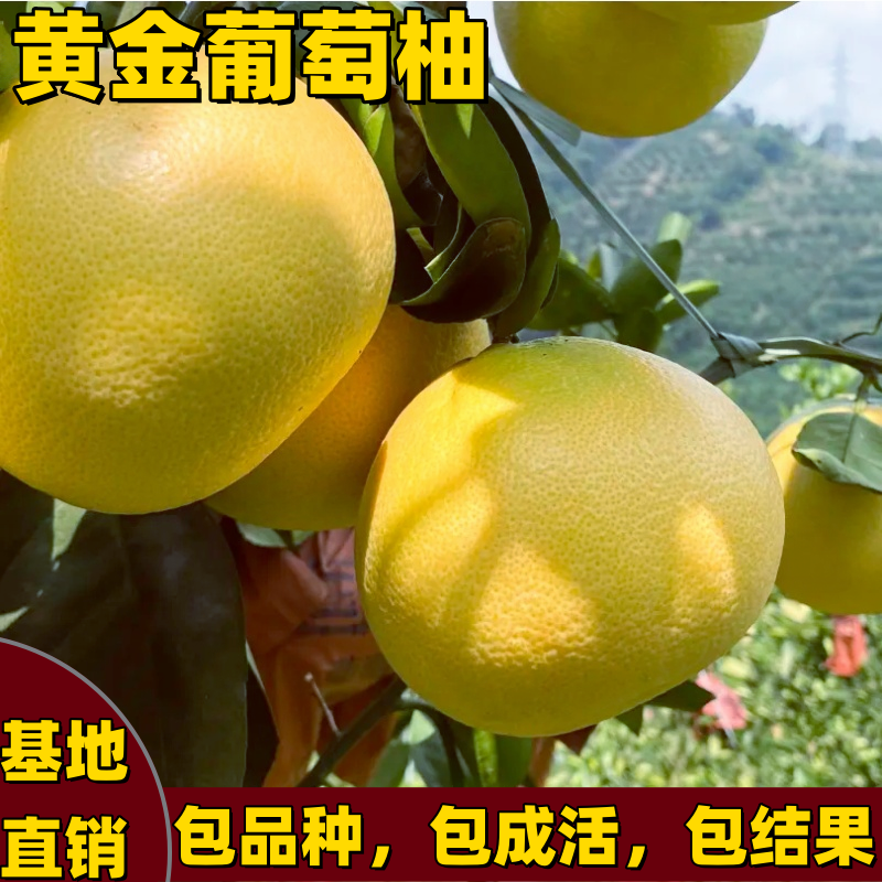 黄金葡萄柚树苗南北方庭院地栽盆栽嫁接黄金柚子树苗大果当年结果