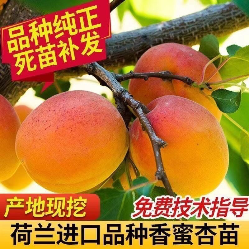 杏树苗嫁接苗南北方种植盆栽地栽盆景地栽盆景地栽