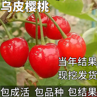 乌皮樱桃苗南北方耐寒小樱桃树果苗盆栽嫁接矮化特大早熟当年结果