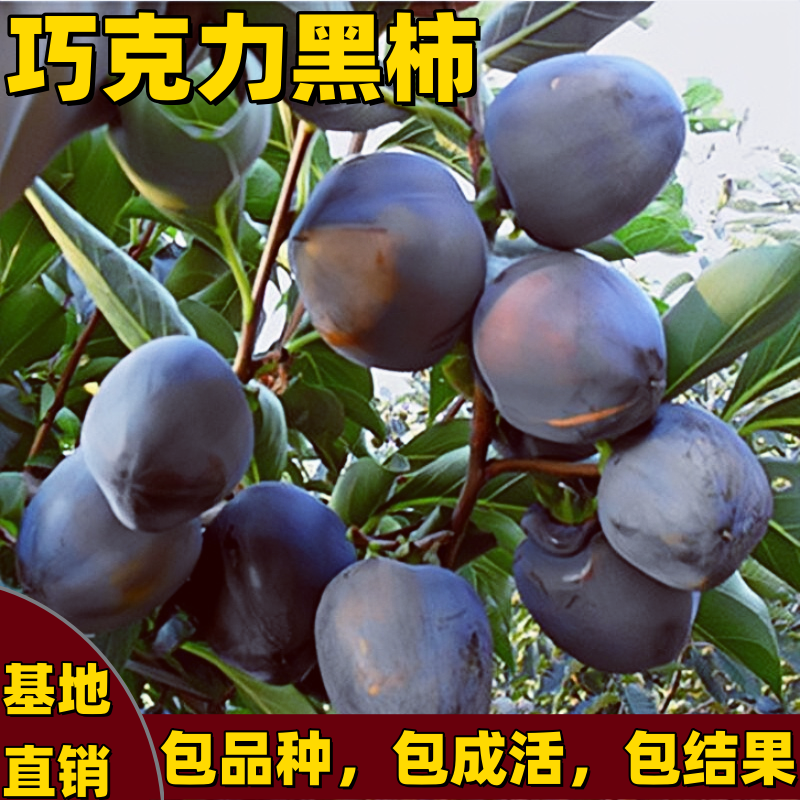 巧克力黑柿子树苗南北方庭院盆栽地栽耐寒嫁接黑柿子树苗当年结果