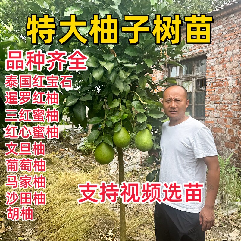 嫁接柚子苗红心三红蜜柚树苗南方种植盆栽地栽当年结果庭院果树苗