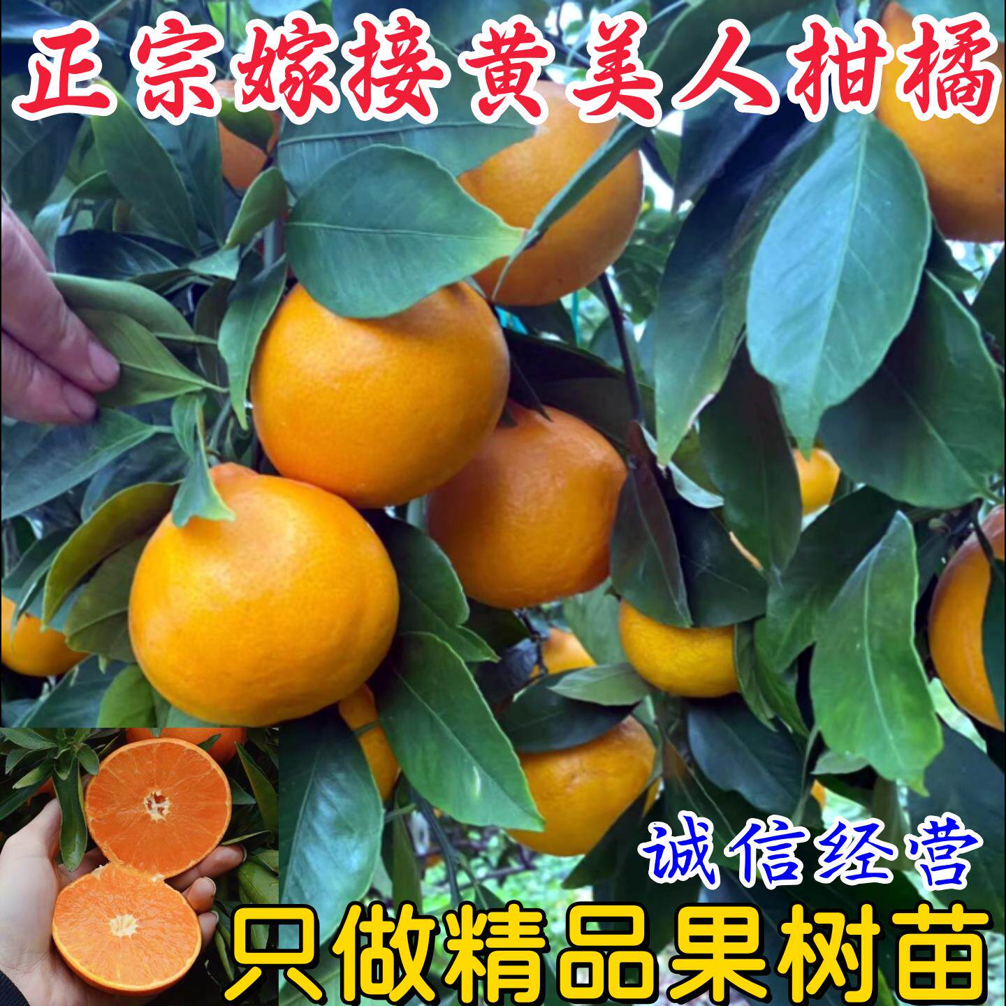 橘子树苗沙糖橘树苗嫁接矮化耙耙柑南丰蜜桔青皮蜜桔苗当年结结果