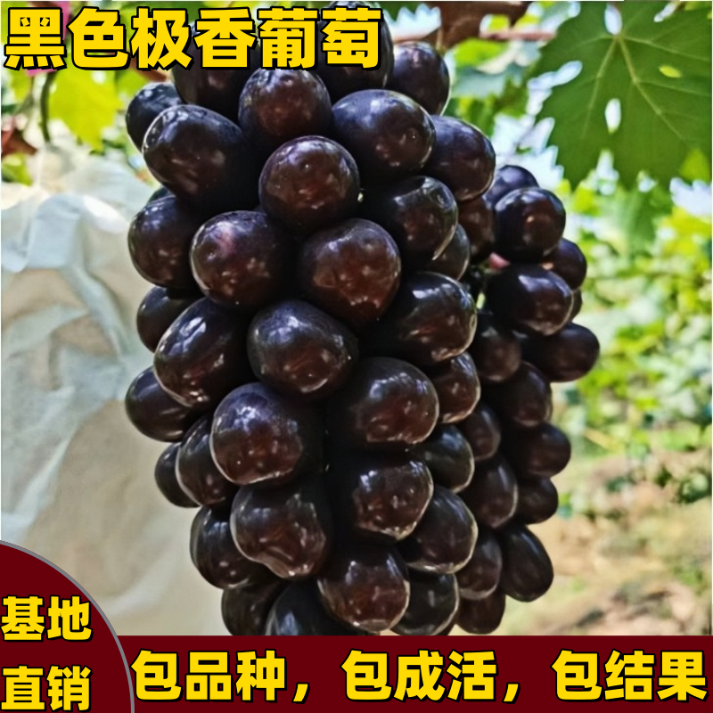 新品黑色极香葡萄树苗南北方庭院种植爬藤嫁果树苗特大号当年结果