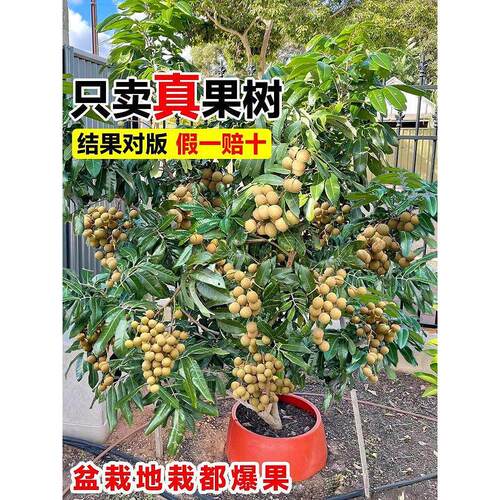 特大石硖龙眼树苖嫁接水果苗南方北方四季种植盆栽地栽庭院果树苗