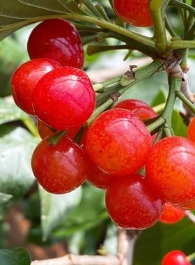 云南玛瑙红国产土樱桃鲁甸小寨南方北方种植老品种米易小樱桃树苗