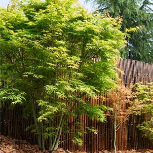 庭院植物花卉日本红枫苗小叶鸡爪槭苗青枫树苗风景树苗园林绿化苗