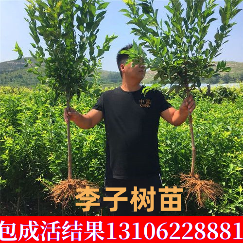 李子树苗南方北方种植嫁接红心李子苗特大黑布林三华蜂糖李子树苗