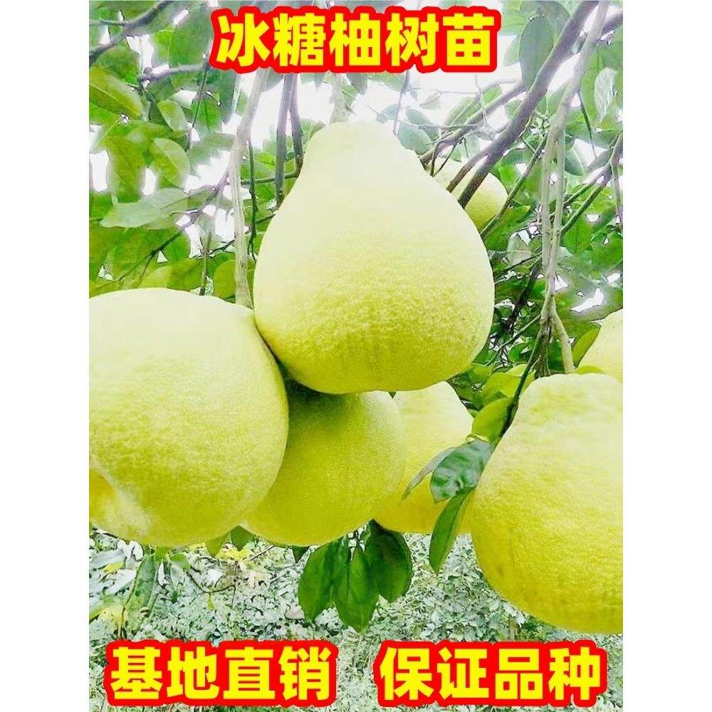 柚子树苗正宗嫁接冰糖柚子苗南方北方种植庭院阳台盆栽地栽果树苗