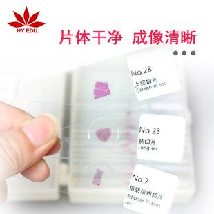 红叶教仪 100种组织胚胎玻片显微镜生物切片套装 塑料盒装
