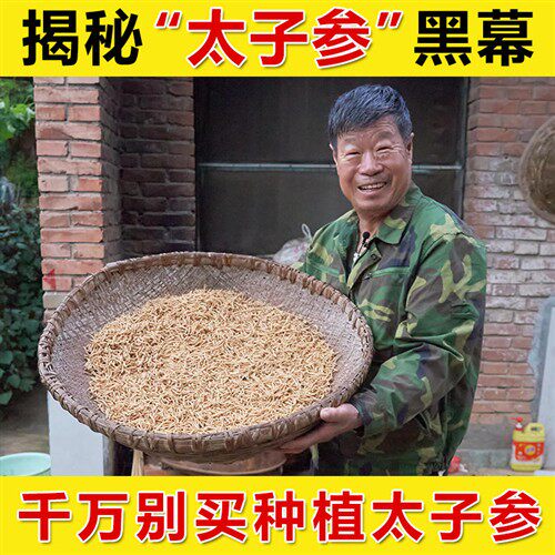 正宗野生太子参250g正品官方旗舰店孩儿参非特级搭麦冬儿童煲汤