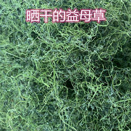潮汕普宁新鲜晒干嫩益母草150g产后食用煲汤鸡汤干益母草排骨汤