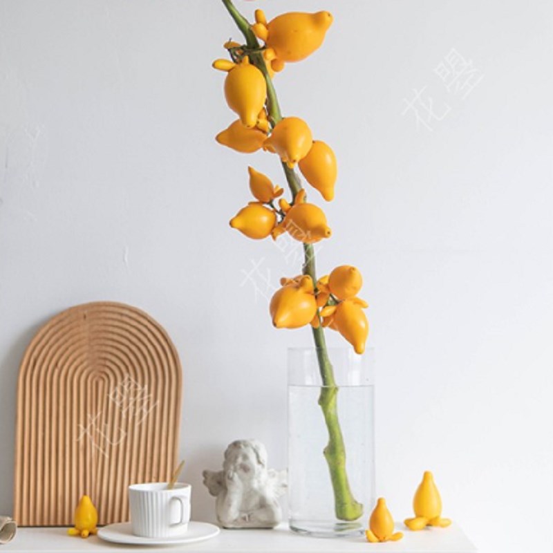 五代果 五代同i堂黄金果 乳茄果 长寿果 牛头果福禄果鲜切室内插