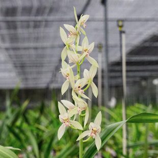 匠人花圃国兰云南浓香兰花墨兰秋榜白墨精品普白花宽叶白榜彩素春