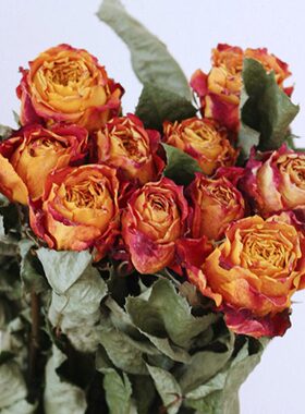 暖橙色复古高级质感玫瑰干花咖啡时间真花家居装饰圣诞节生日礼品