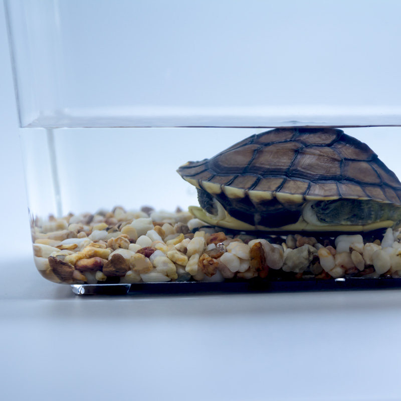 天然河沙细河沙多肉专用营养土造景石河沙肉鱼缸底造景粗河沙包邮