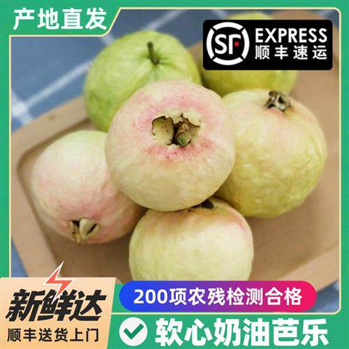 顺丰 广东奶油芭乐软糯 新鲜现摘 白心番石榴软心鸡屎果 巴乐水果