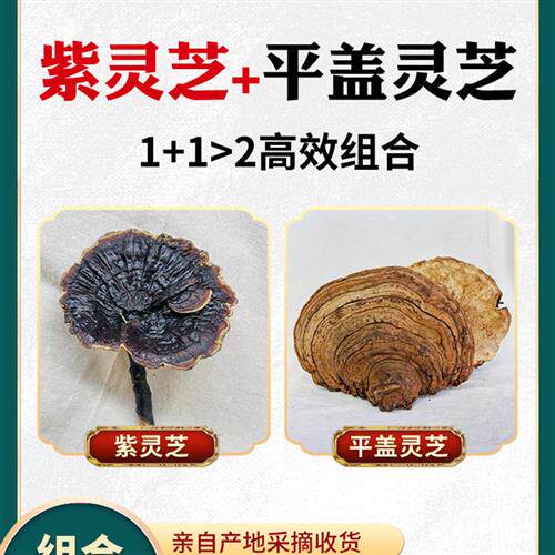 源滋福野生紫灵芝搭配野生平盖灵芝1500g/套可切片切粒十五年老店