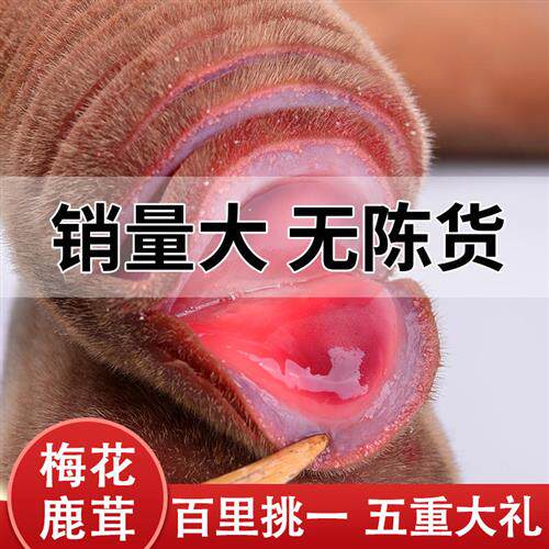 新鲜梅花鹿茸整枝鲜片整根带血正品礼盒装泡酒药材专用保健酒鞭含