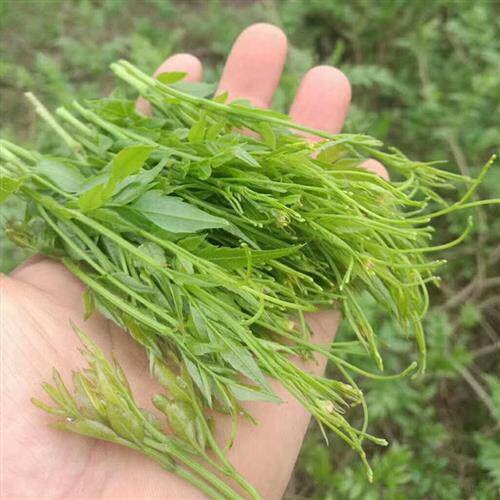 湖南印象张家界特产浆果茶芽尖特级野芦笋霉茶永顺土家新梅茶藤茶
