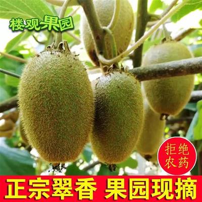 陕西周至正宗翠香猕猴桃新鲜奇异果绿心当季孕妇儿童现摘大果包邮