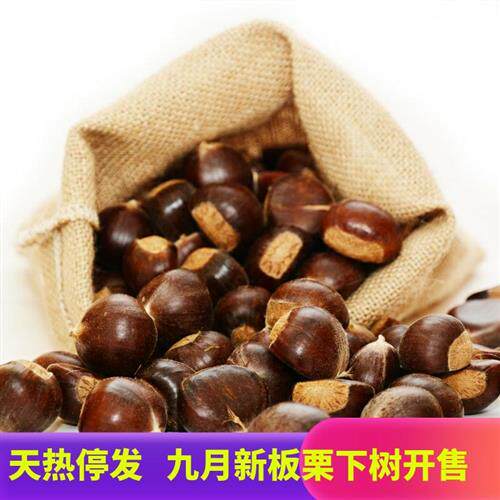 2024迁西板栗生新鲜京东燕山长城野生遵化油栗甘栗子河北特产五斤