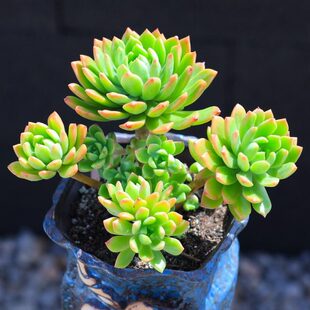 马库斯 大株清棚群生新手好养易活老桩多肉植物组合室内阳台萌物