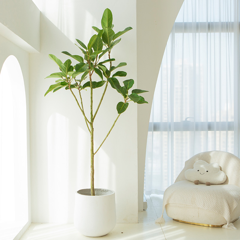 老桩高山榕盆栽造型绿植大型室内客厅好养韩国insU风家居落地植物