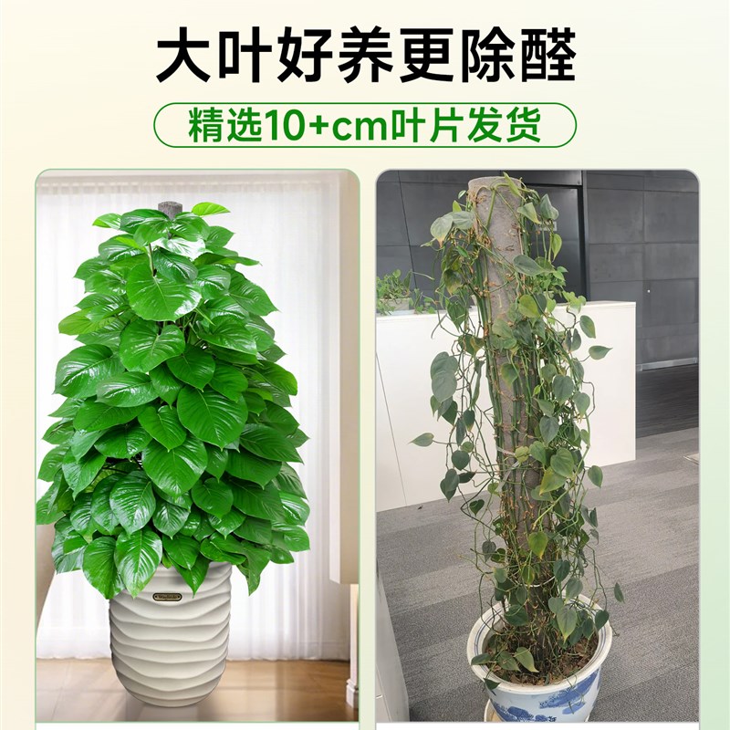 大叶绿萝柱客厅大型绿植室内绿萝除甲醛净化空气大盆栽Y植物好养