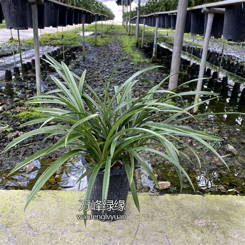 绿缘兰花苗 黄樱 四季兰杂交兰z清香新手好养室内绿植盆栽原盆土