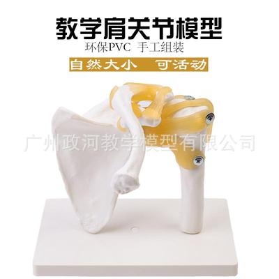 肩关节模型带韧带骨架模肩型体人骨489骼耾骨教学模型胛骨模型