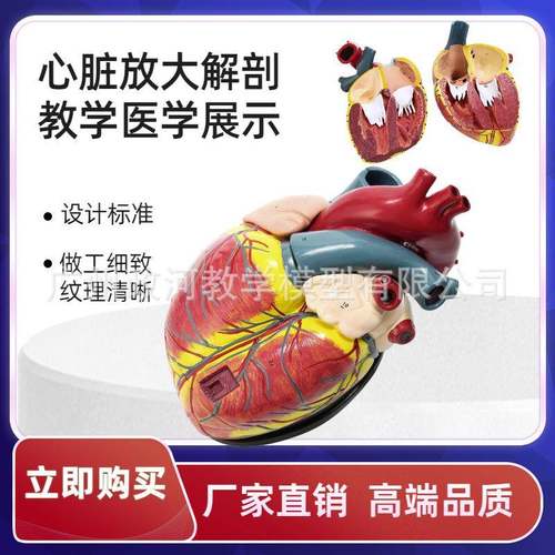 人教体标准心脏解剖模型B超超可拆自然大心彩脏医80787卸学教学具