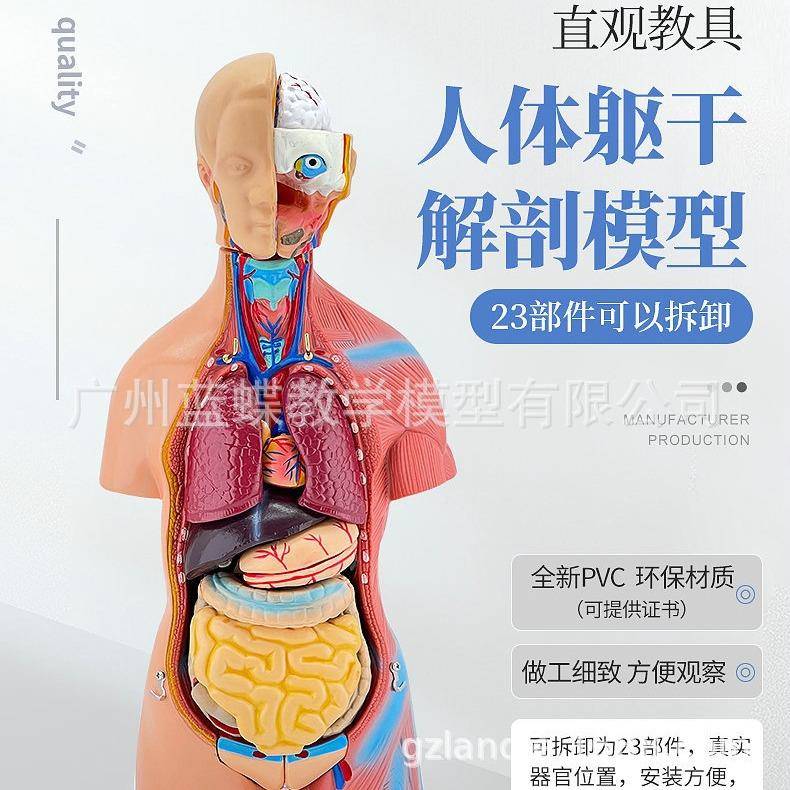 5cm人躯干解剖模型587器官可拆卸医学教学脏心内脏模型4儿体童两