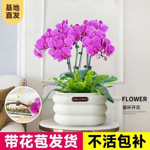 蝴蝶兰带花苞盆栽室内植物花卉客厅兰花四季好养活绿植