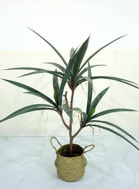 仿真绿YC200112盆栽剑麻大叶摆剑橱窗兰绿色植植物造景盆栽景观设