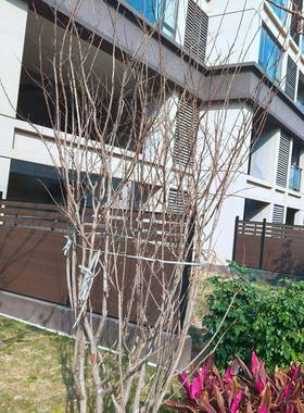 挤木塑围栏二代栏塑木围公园花园庭院木护栏户外wpc塑TQBf共ence