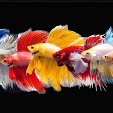 220饰新款SPG5装画