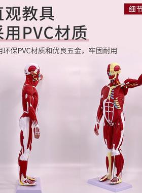 人体全身肌肉解剖附内脏模型8胸腔脏器解剖腹模型0849M肌肉人C模