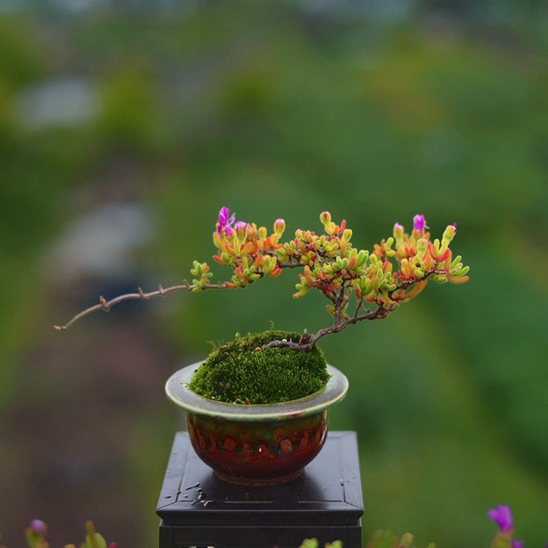 枝干番杏5年老桩盆景大蘑菇控养多肉植物M精品绿植带盆发一物一拍