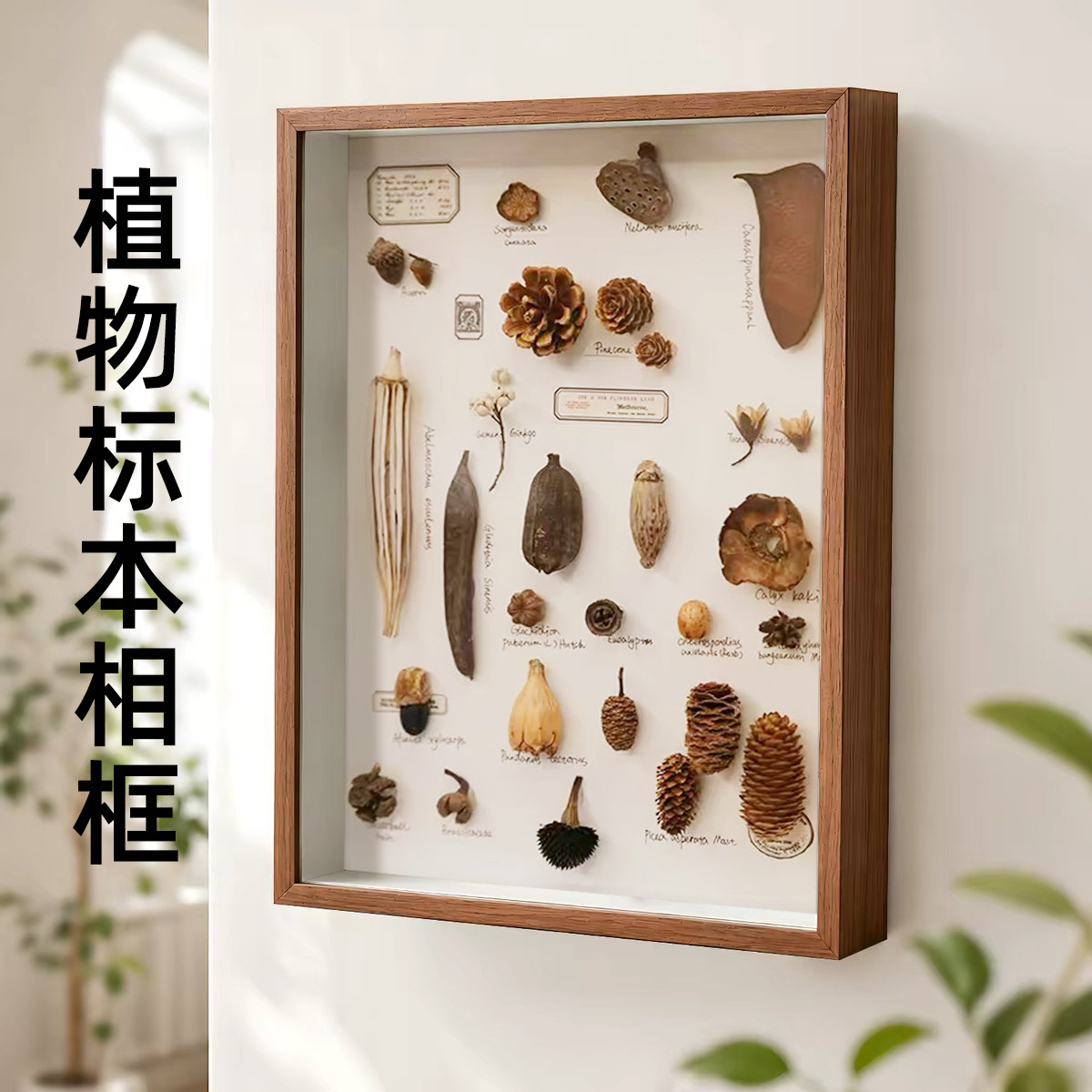 立体中空3cm中药材植物标本相框摆台DIY干花贝壳昆虫保存展示框A4